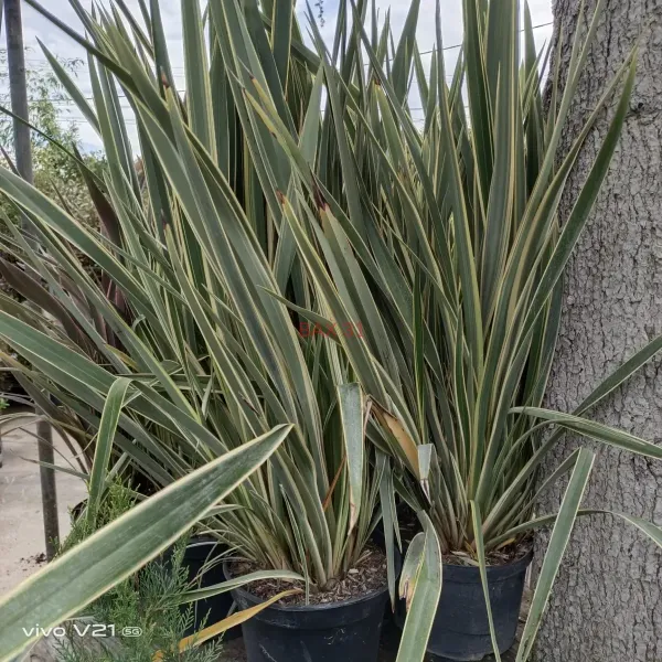 Phormium-5