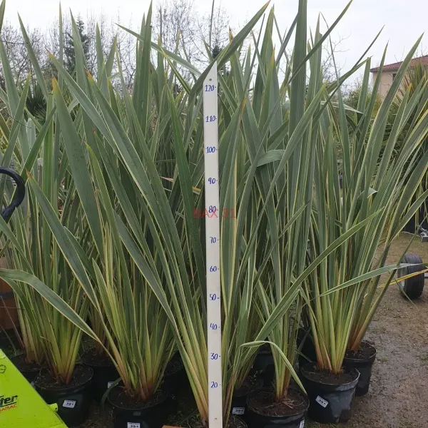 Phormium-9