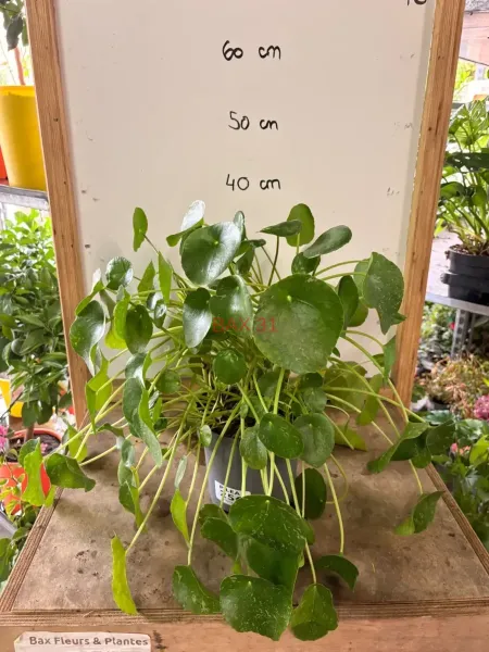 Pilea_Peperomioides