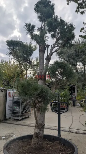 Pin-Bonsai