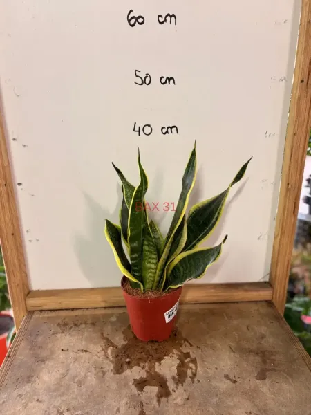 Sansevieria_Trifasciata_Laurentii.webp