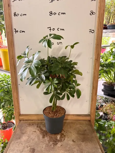 Schefflera_Arboricola.webp