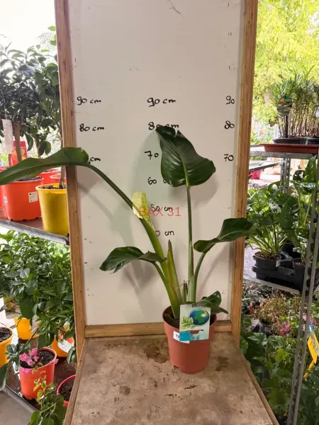Strelitzia
