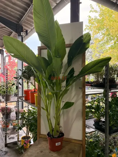 Strelitzia_Nicolai.webp