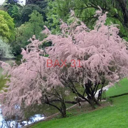 TAMARIX-TETRANDRA