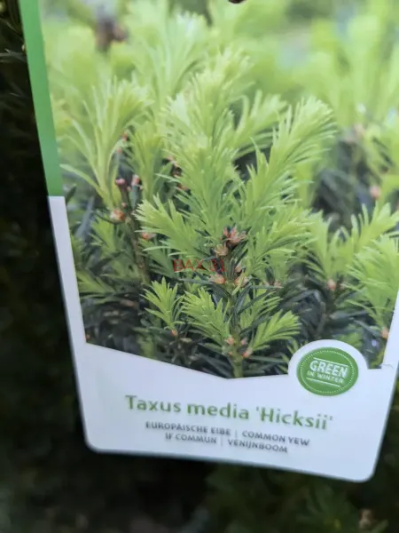 Taxus-M-Hicksii-1