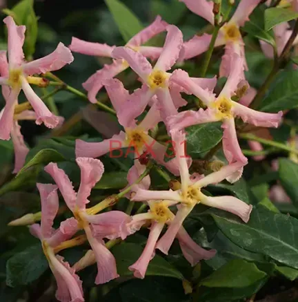 Trachelospermum-Jasmin-Etoile-19E90-2