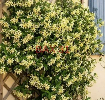 Trachelospermum-Jasmin-Etoile-19E90