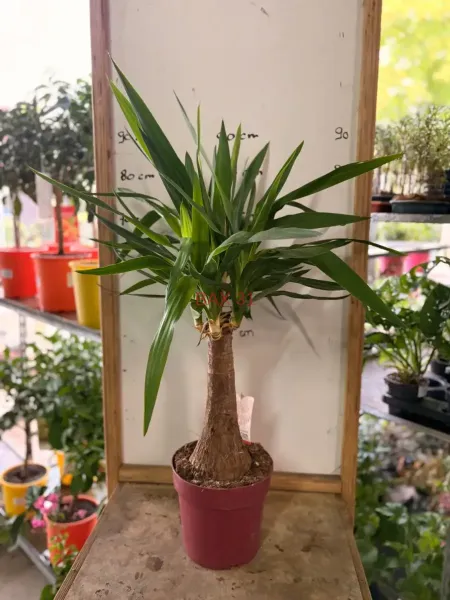 Yucca_Elephantipes.webp