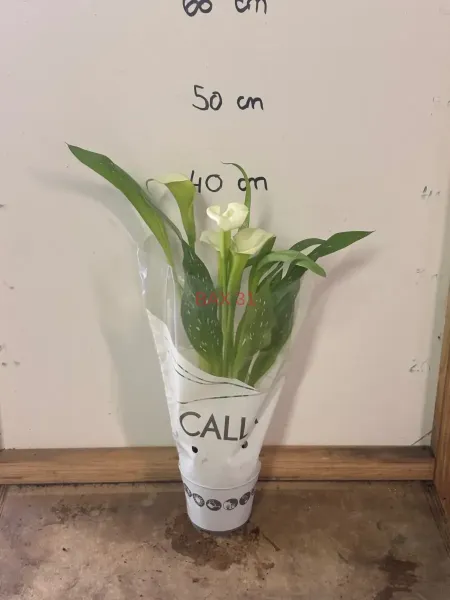 Zantedeschia.webp