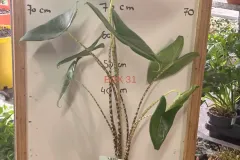 1_Alocasia_Zebrina.webp