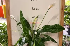 1_Spathiphyllum.webp