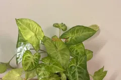1_Syngonium_Podophyllum.webp