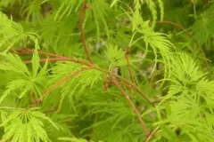 Acer-Dissectum-Seiryu-29E90