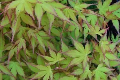 Acer-Katsura-29E90