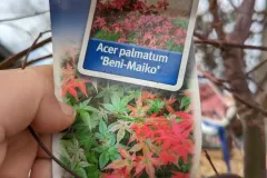 Acer-Palmatum-Beni-Maiko-29E90