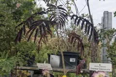 Albizia-Chocola Albizia-Chocola