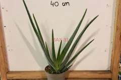 Aloe_Vera.webp