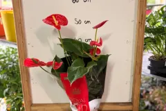 Anthurium