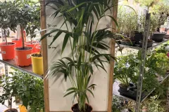 Areca