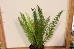Asparagus_Densiflorus_Meyeri.webp