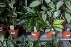Calathea Calathea