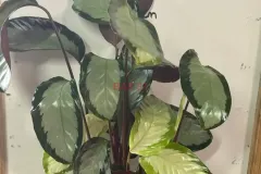 Calathea_Picturata_Argentea.webp