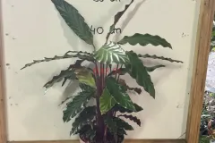 Calathea_Rufibarba.webp