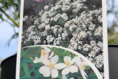 Choisiya-Ternata-Aztec-Pearl-Des16E