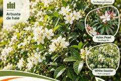 Choisiya-Ternata-Oranger-Du-Mexique-En-Floraison