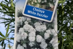 Choisiya-Ternata-White-Dazzler