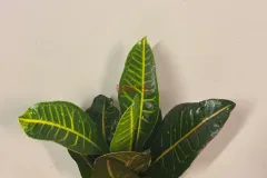 Codiaeum_Variegatum.webp