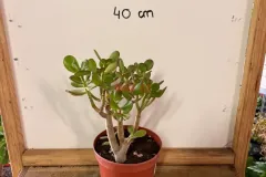 Crassula_Ovata_02.webp