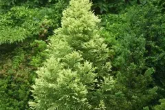 Cryptomeria-Japonica-Sekkan-Cedre-Du-Japon