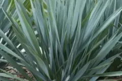 Dianella-1 Dianella-1