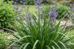 Dianella-2 Dianella-2