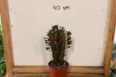 Euphorbia_Trigona.webp
