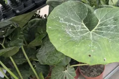 Farfugium-Japonica-Gigantemum Farfugium-Japonica-Gigantemum
