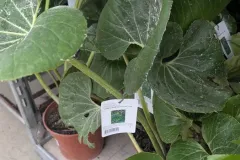 Farfugium-Japonicum Farfugium-Japonicum