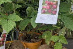 Framboisier- Framboisier-