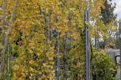 Ginko-Biloba Ginko-Biloba