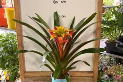 Guzmania.webp