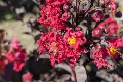 Lagerstroemia-Black-Diamond-Crimson-Red-1 Lagerstroemia-Black-Diamond-Crimson-Red-1