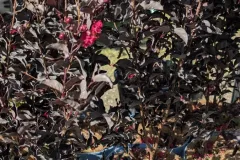 Lagerstroemia-Black-Diamond-Crimson-Red-2 Lagerstroemia-Black-Diamond-Crimson-Red-2