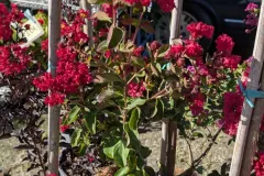 Lagerstroemia-Dynamite Lagerstroemia-Dynamite