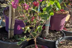 Lagerstroemia-Indian-Charm-Violet-D-Ete-1 Lagerstroemia-Indian-Charm-Violet-D-Ete-1