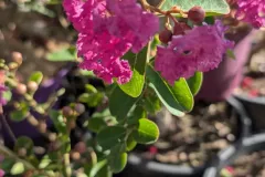Lagerstroemia-Indian-Charm-Violet-D-Ete-2 Lagerstroemia-Indian-Charm-Violet-D-Ete-2