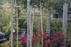 Lagerstroemia-Indica-Durand-Red