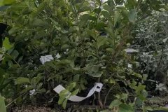 Lagerstroemia-Rose Lagerstroemia-Rose