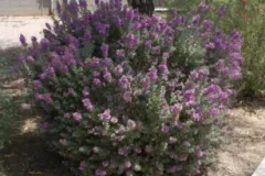 Leucophyllum-Frutescens-1